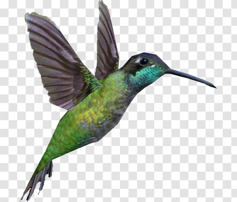 Rivoli's Hummingbird Anna's Portable Network Graphics Swifts - Magnificent Transparent PNG