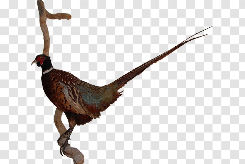 Pheasant Feather Beak Animal Chicken As Food Transparent PNG