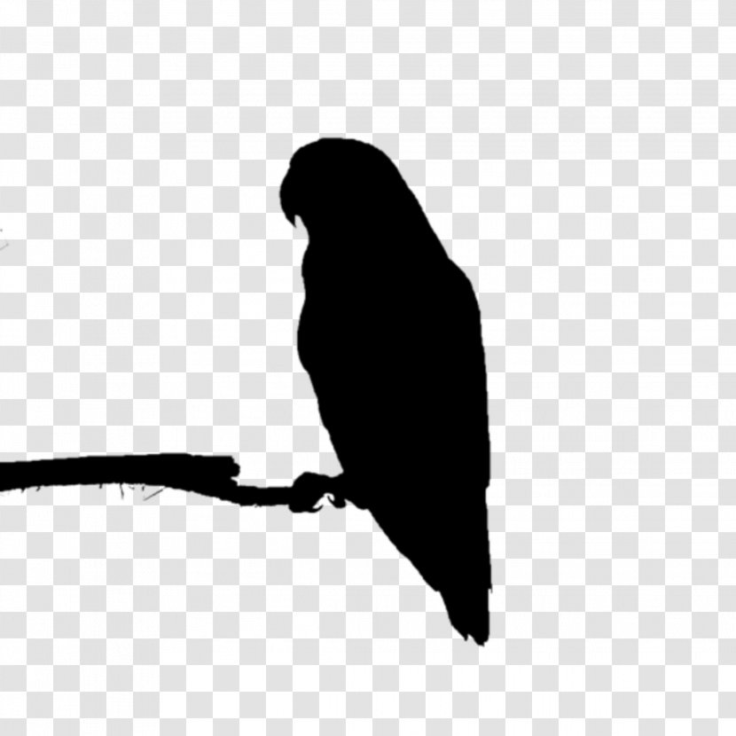 Beak Bird Of Prey Fauna Silhouette - Feather - Wing Transparent PNG