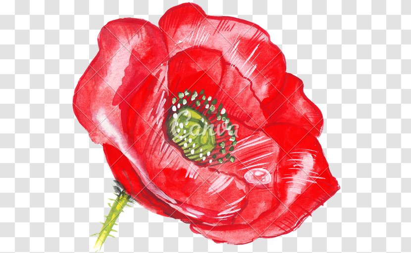 Common Poppy Drawing Flower Hand - Plant - Leaf Watercolor Transparent PNG