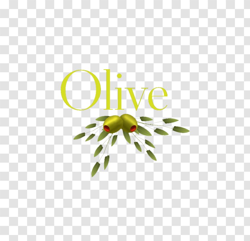 Olive Oil Leaf - Text - Free Pull Material Transparent PNG