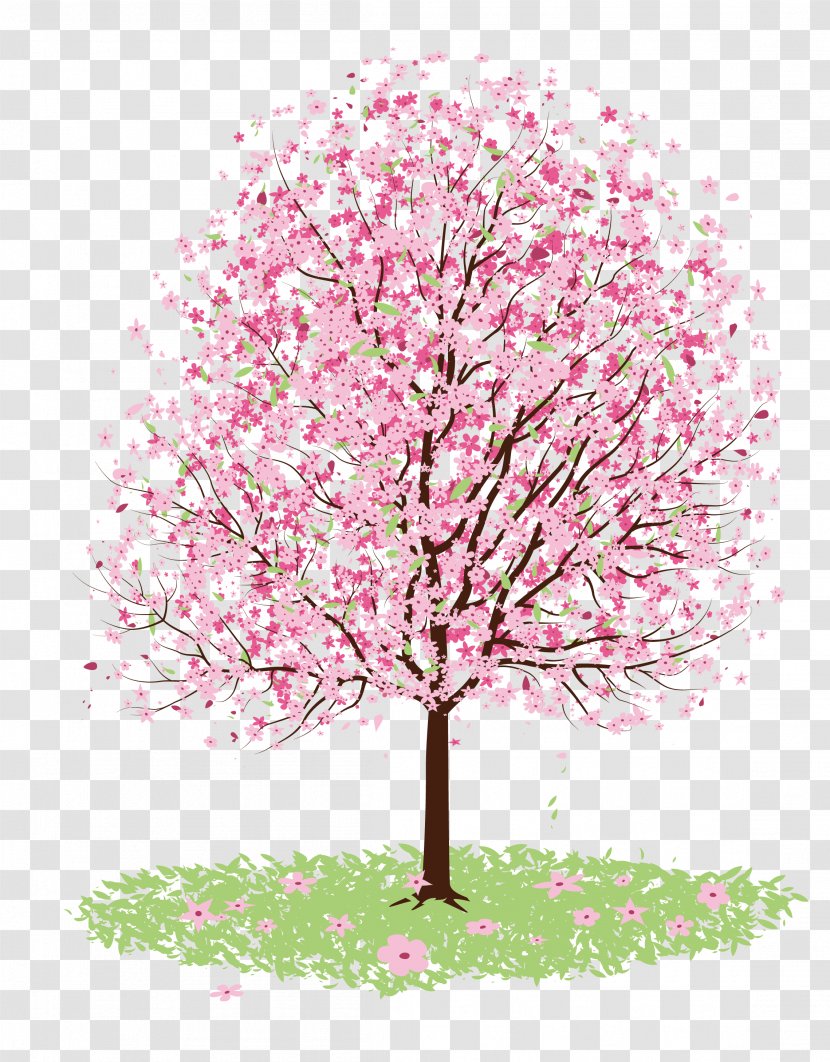 Cherry Blossom Drawing Tree - Painting - Vector Transparent PNG
