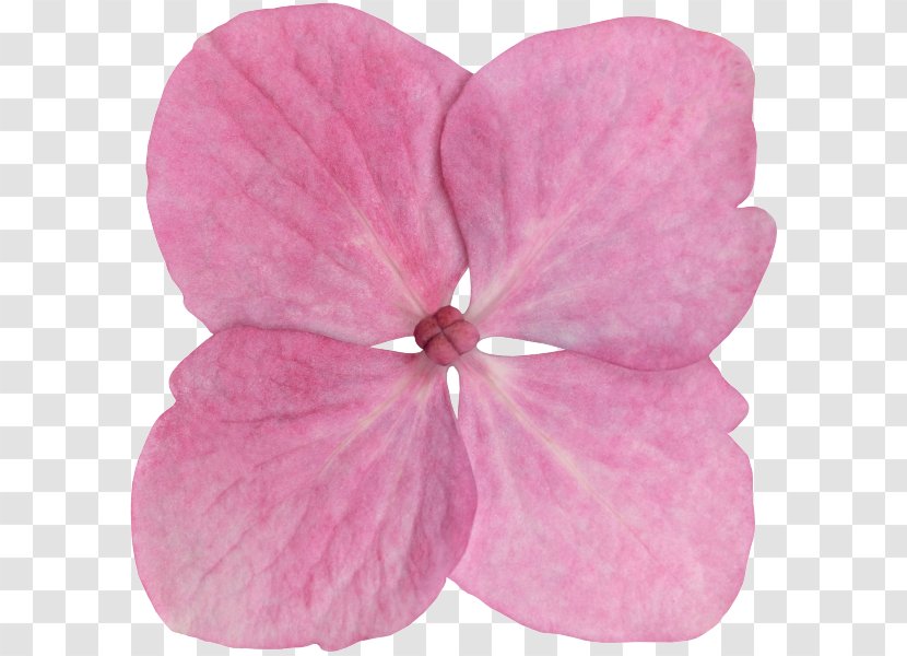 Pink M - Petal - Violet Family Transparent PNG