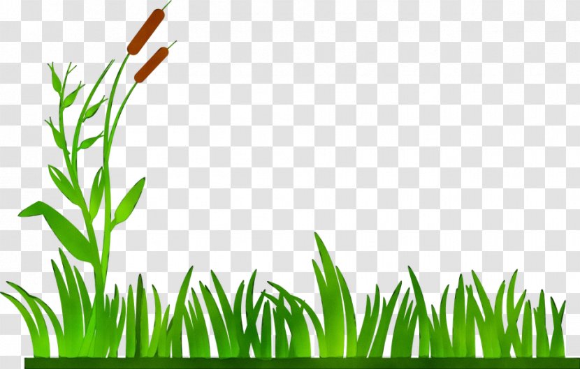Clip Art Openclipart Vector Graphics Free Content - Grass Family - Terrestrial Plant Transparent PNG