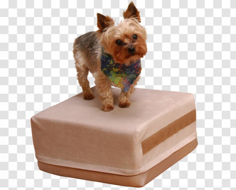 Yorkshire Terrier Oyster Puppy Dog Breed Blue Transparent PNG