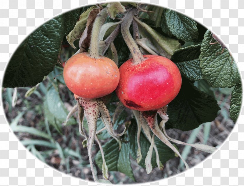 Rose Hip Bush Tomato Cherry Shrub Transparent PNG