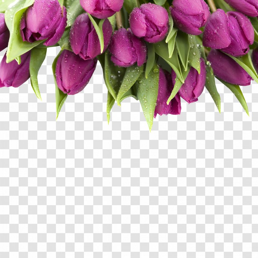 Tulip Purple Flower Stock Photography Wallpaper - Many Transparent PNG