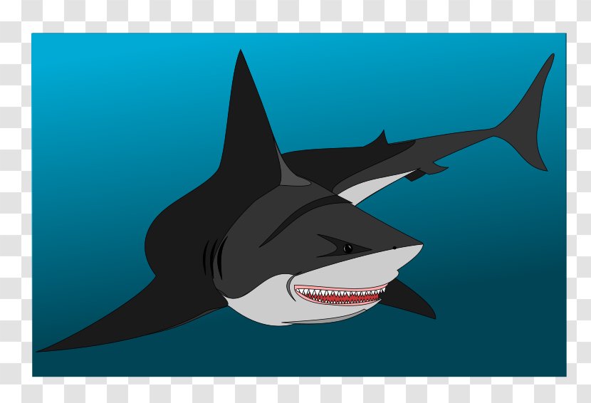Whale Shark Drawing Great White Fish - Tiger - Sharks Transparent PNG