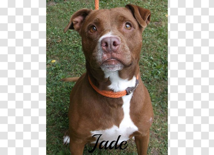 American Pit Bull Terrier Dog Breed Staffordshire - Like Mammal Transparent PNG