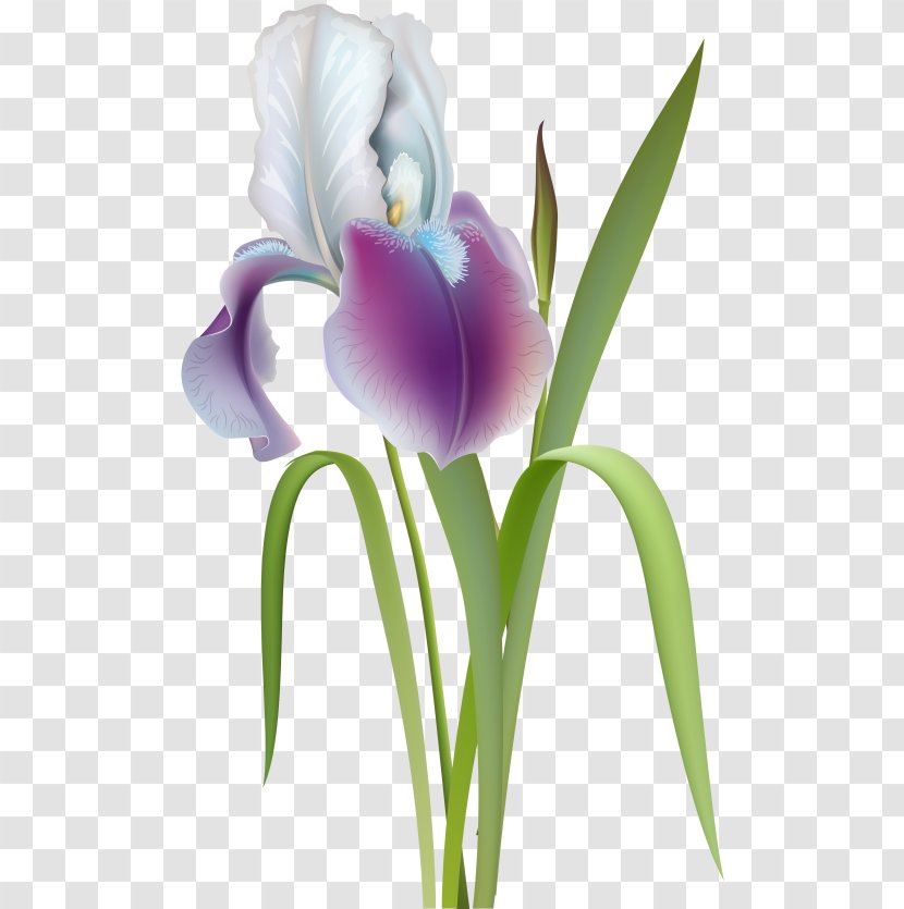Flower Clip Art - Cut Flowers - Iris Transparent PNG