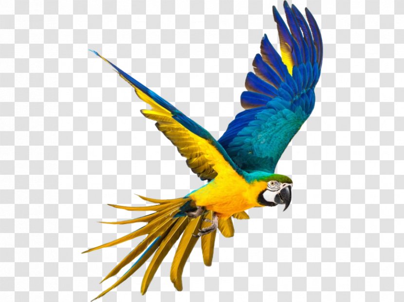 Parrot Stock Photography Bird Macaws - Royaltyfree - Flying Transparent PNG