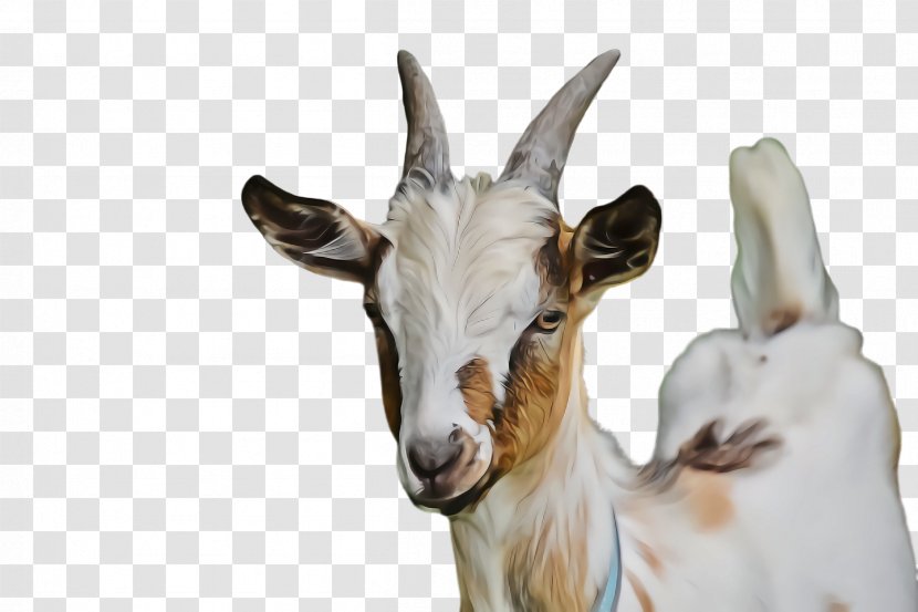 Goat Goats Goat-antelope Cow-goat Family Antelope - Chamois - Livestock Horn Transparent PNG