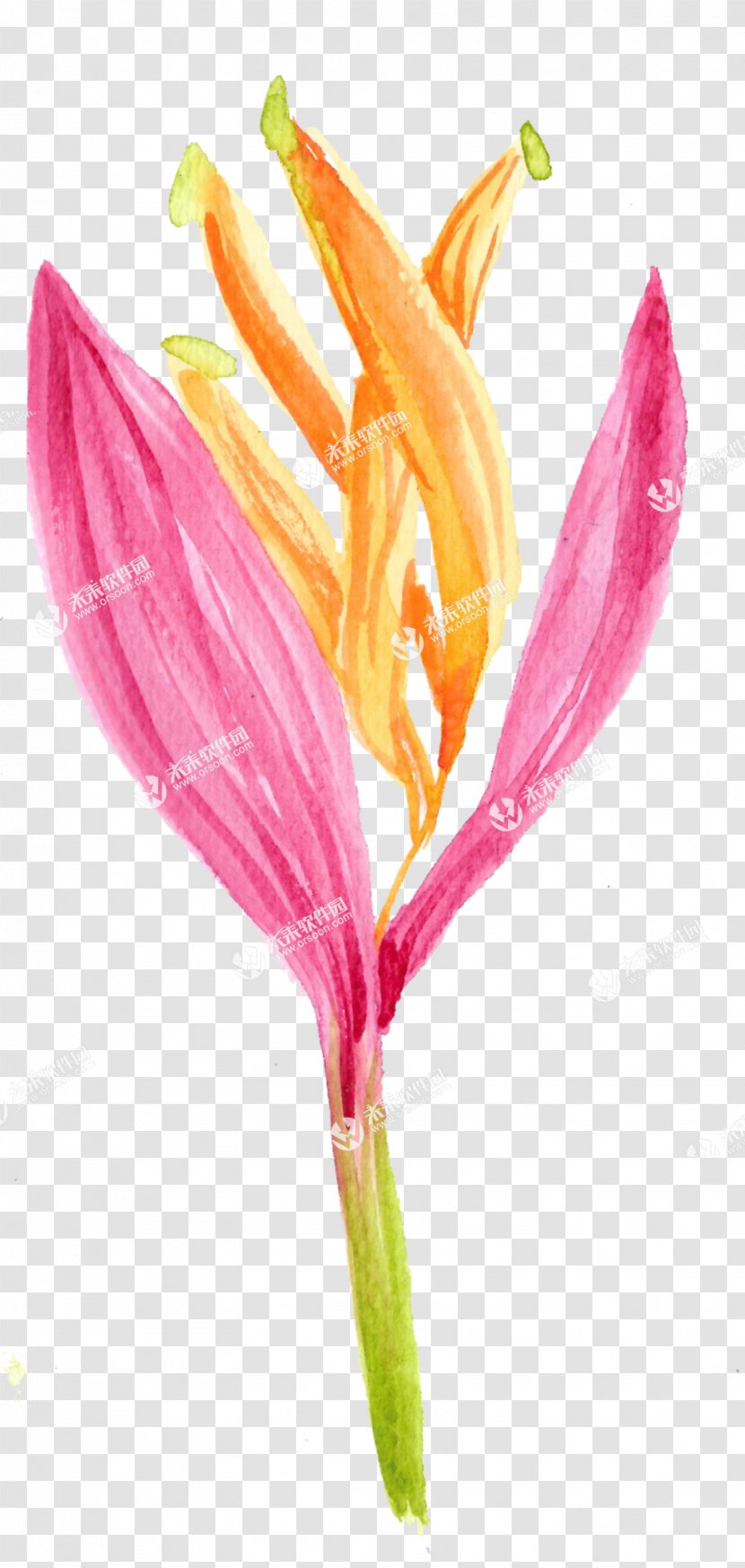 Comics Cartoon Image Speech Balloon - Pink - Transparent Flower Transparent PNG