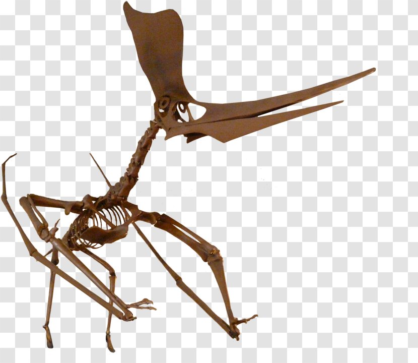ARK: Survival Evolved Pteranodon Pterosaurs Niobrara Formation Fossil - Price Transparent PNG