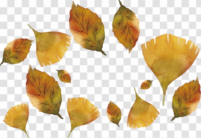 Maple Leaf Ginkgo Biloba - Autumn Leaves Transparent PNG