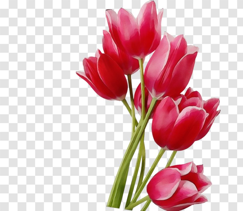 Flower Flowering Plant Petal Tulip Cut Flowers - Paint - Pedicel Stem Transparent PNG