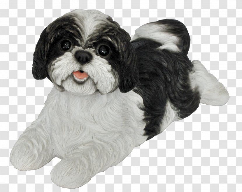 Shih Tzu Havanese Dog Cavalier King Charles Spaniel Puppy Cavapoo Transparent PNG