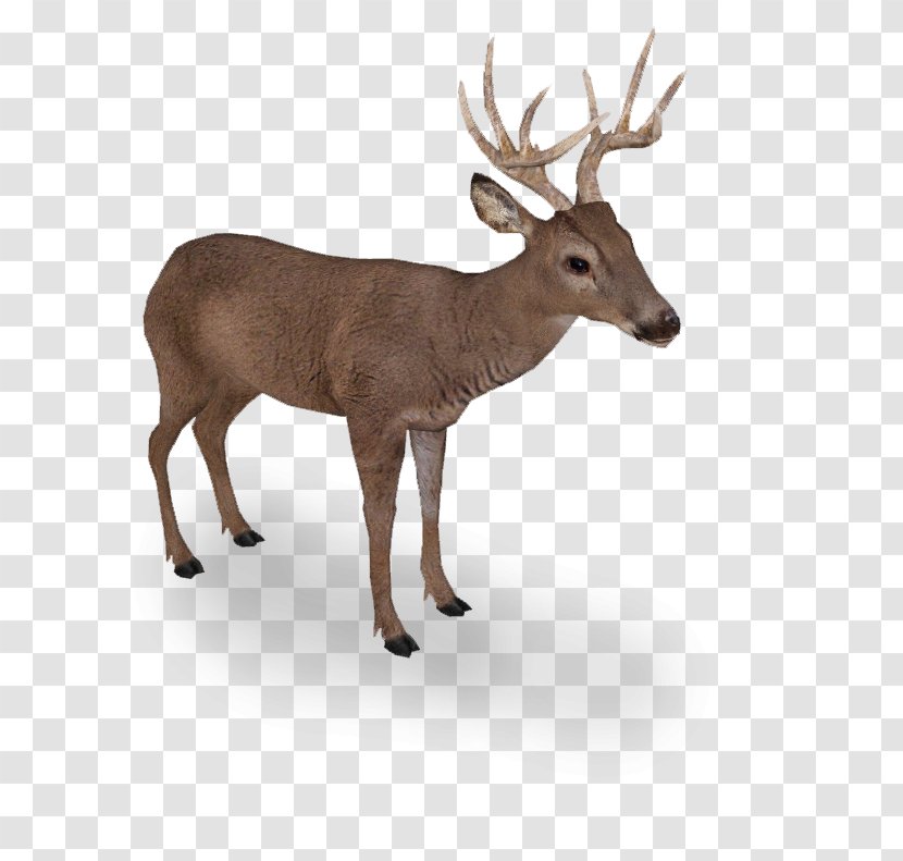 Elk White-tailed Deer Reindeer Even-toed Ungulates - Musk Deers - Supermoto Transparent PNG