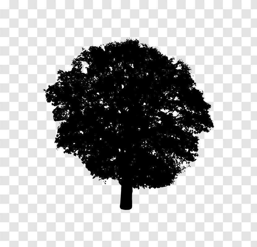 Tree Silhouette Black And White Clip Art - Monochrome Transparent PNG