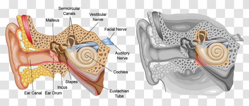 Inner Ear Eardrum Outer Human Body - Cartoon Transparent PNG