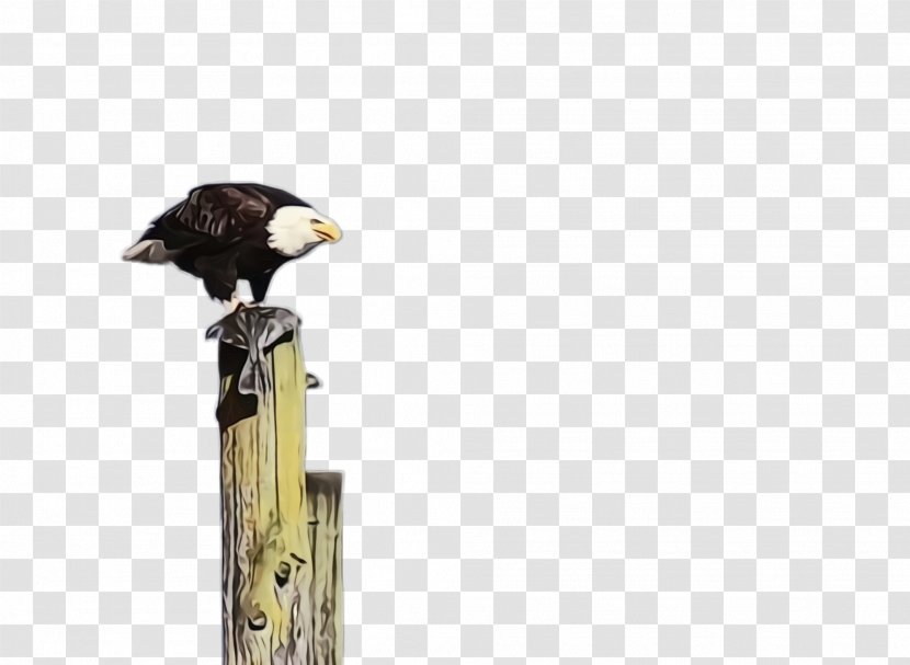 Bird Bald Eagle Of Prey Beak - Accipitridae Sea Transparent PNG