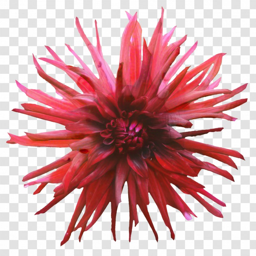 Pink Flower Cartoon - Closeup - Sea Anemone Wildflower Transparent PNG