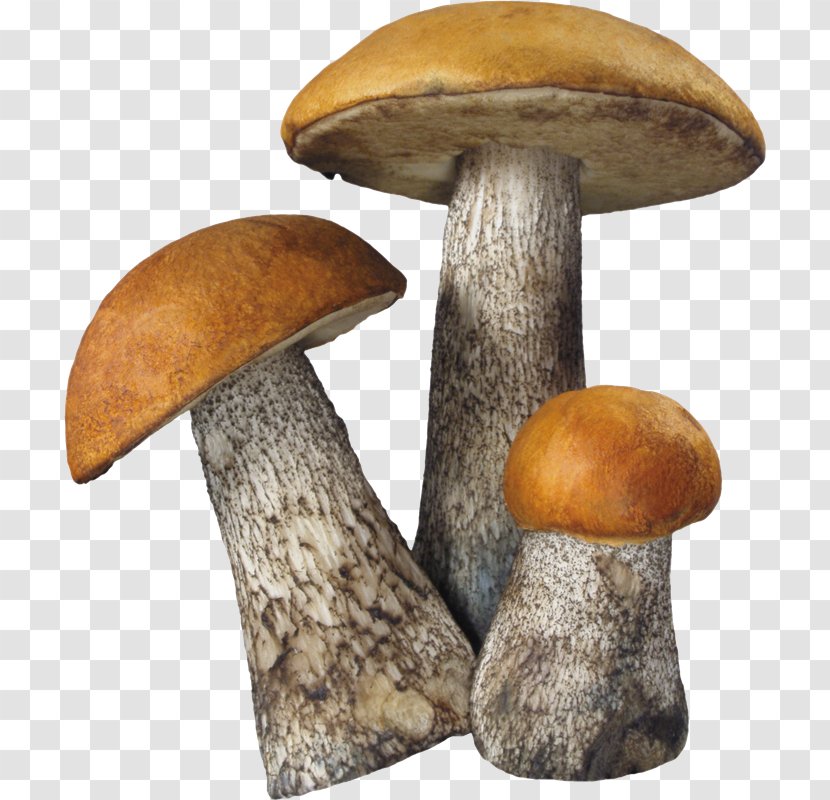 Common Mushroom Edible - Ingredient Transparent PNG