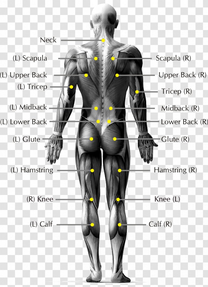 Pain In Spine Low Back Human Body Anatomy - Silhouette - Joints Transparent PNG