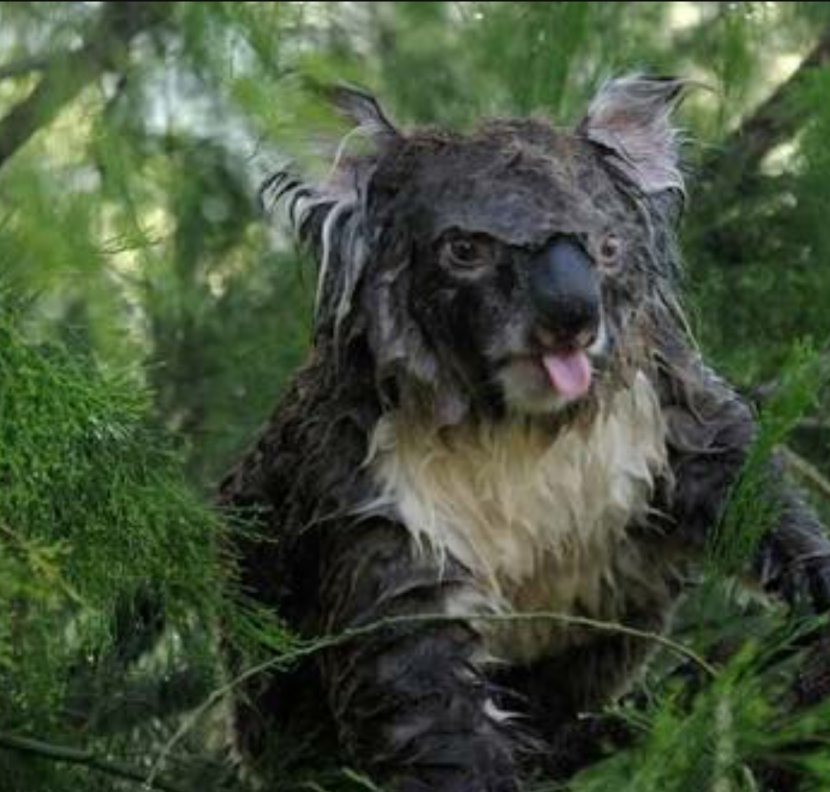 Baby Koalas Dog Cat Puppy - Kangaroo - Koala Transparent PNG