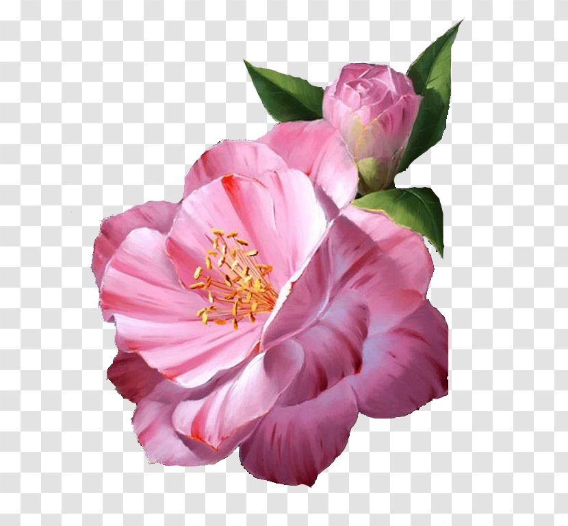 Cabbage Rose Garden Roses Floribunda Painter Mont-de-Marsan - Flor Vintage Transparent PNG