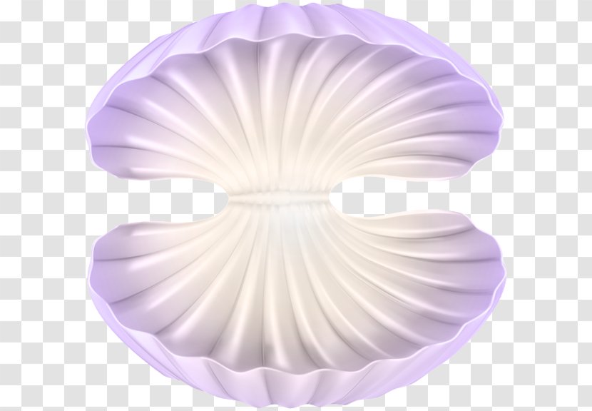 Oyster Clip Art - White - Seashell Transparent PNG