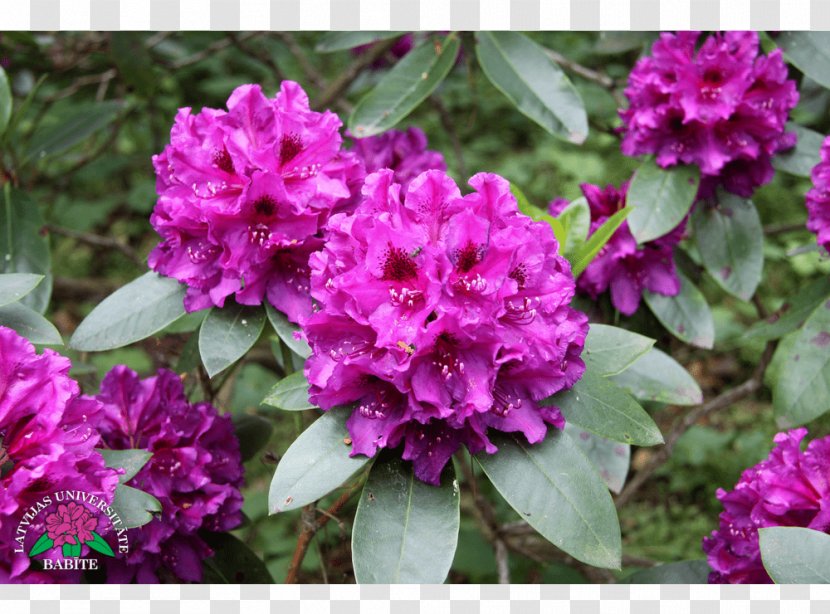 Azalea Rhododendron Herbaceous Plant Annual Subshrub Transparent PNG