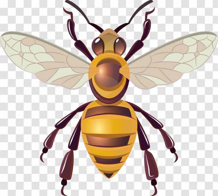 Honey Bee Hornet Insect - Vector Transparent PNG