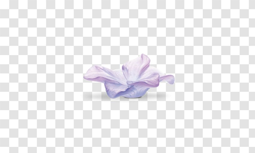 Lilac Petal Violet Daum Amaryllis Transparent PNG