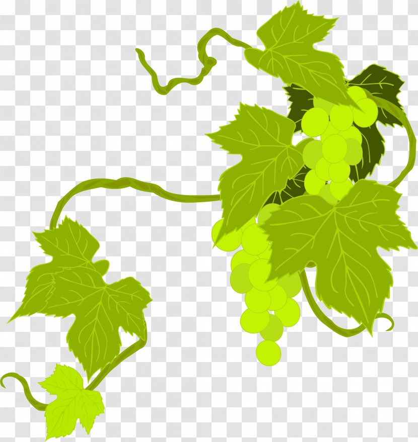 Common Grape Vine Vitis Californica Leaves Wine - Herb - Grapefruit Transparent PNG