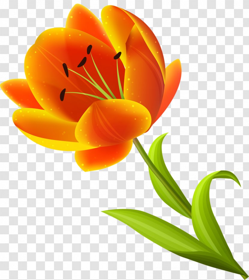 Cut Flowers Alstroemeriaceae Tulip Plant - Flower Transparent PNG