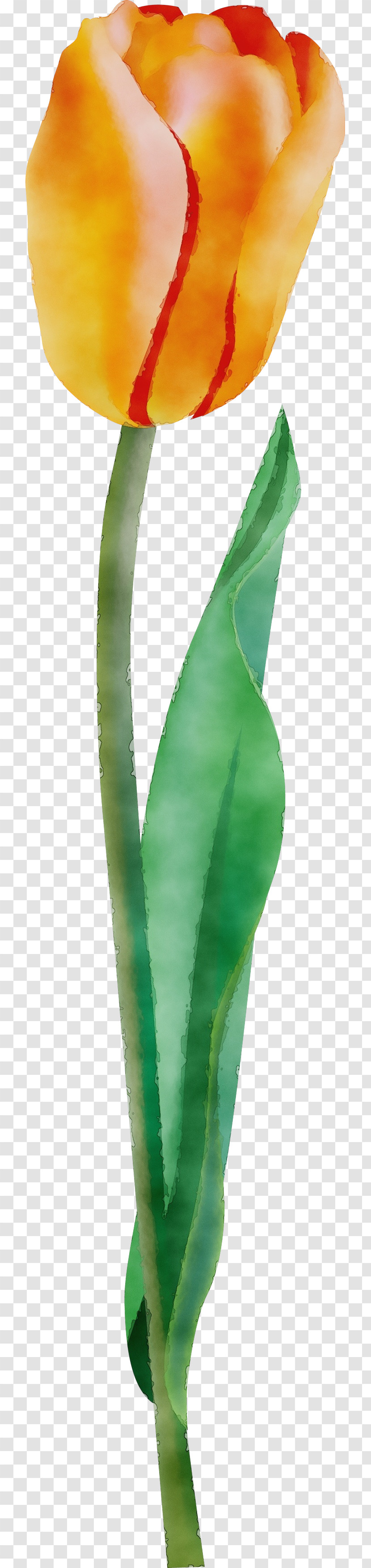 Green Leaf Plant Flower Aloe Transparent PNG