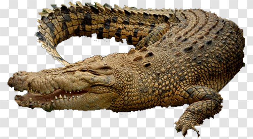 Alligators Nile Crocodile Saltwater - Crocodiles Transparent PNG