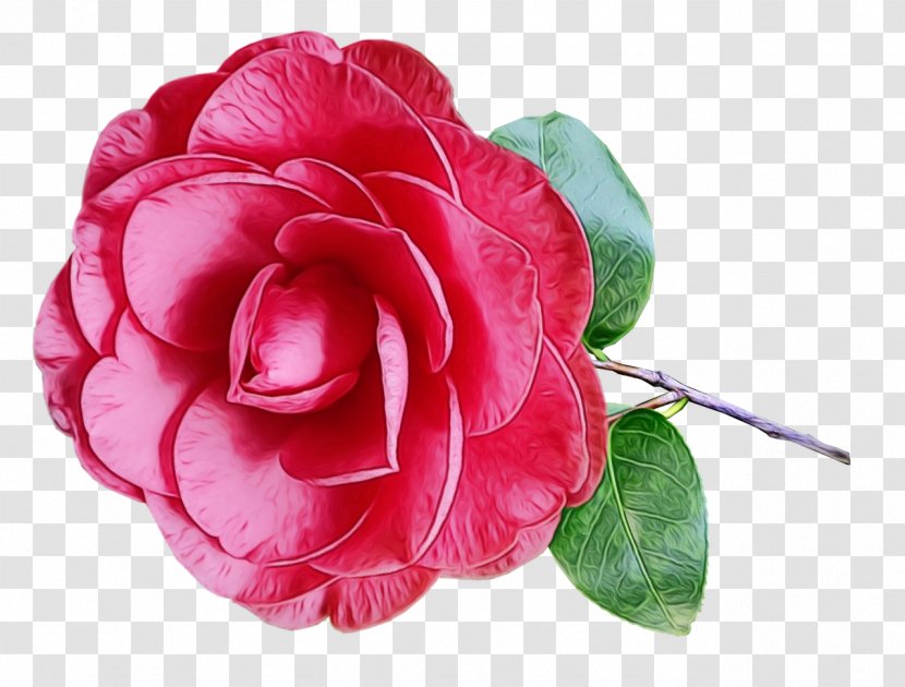 Pink Flower Cartoon - Impatiens - China Rose Transparent PNG