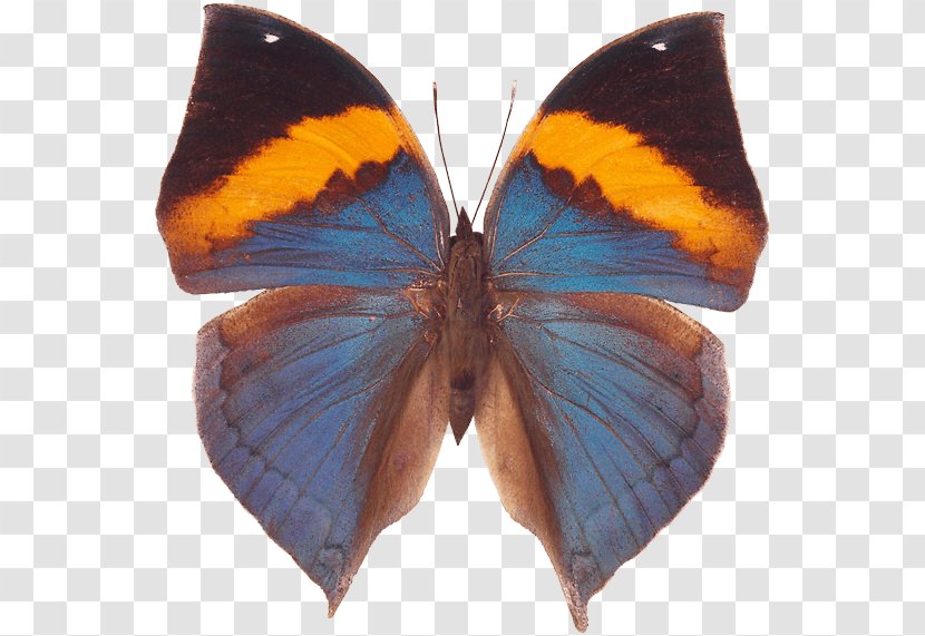 Butterfly Clip Art - Organism - Image Transparent PNG