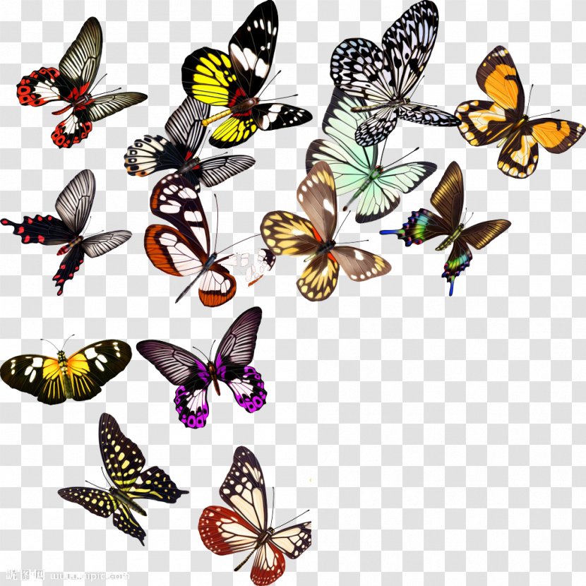 Butterfly Nymphalidae Clip Art - Arthropod - Fly Transparent PNG