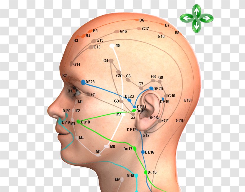 Acupuncture Acupressure Meridian Traditional Chinese Medicine Head - Silhouette - Tcm Points Transparent PNG