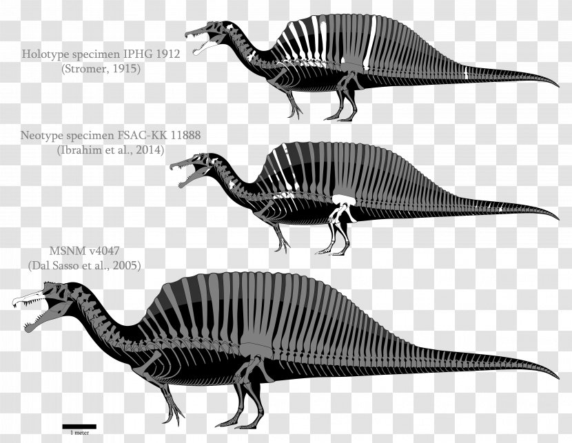 Spinosaurus Yangchuanosaurus Tyrannosaurus Velociraptor Giganotosaurus - Skeleton Transparent PNG