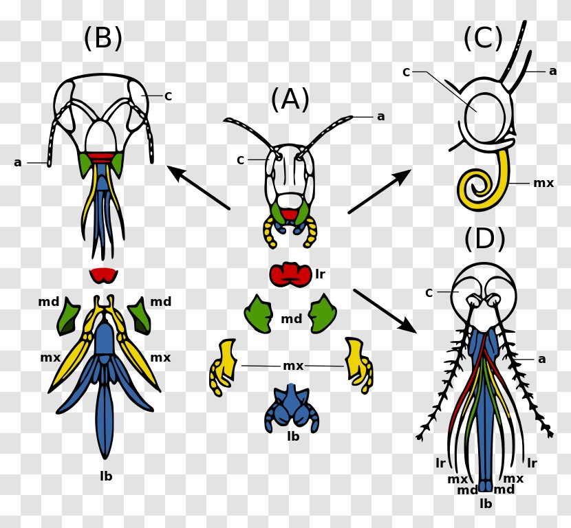 Insect Mouthparts Mosquito Arthropod Morphology - Tree Transparent PNG
