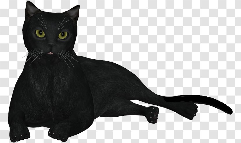 Black Cat Bombay Domestic Short-haired Whiskers - Film Transparent PNG
