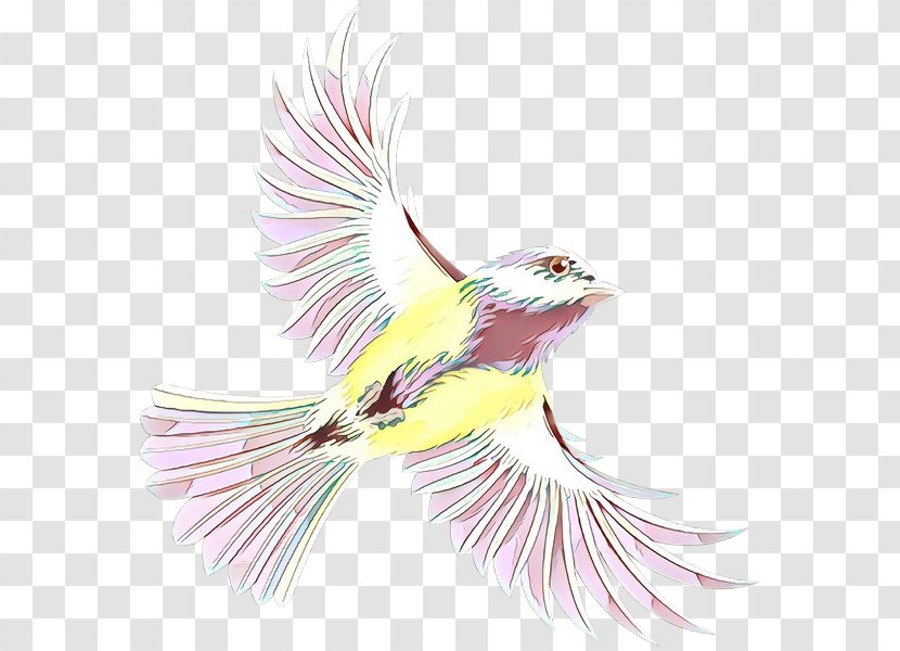 Beak Finches Fauna Illustration Feather - Tail Transparent PNG