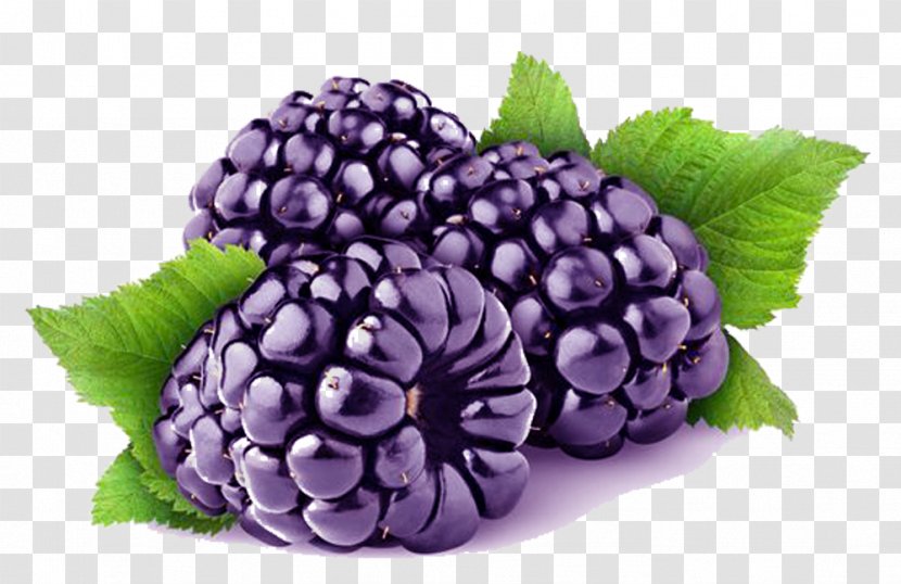 Loch Ness Blackberry Cultivar Raspberry - Grape - Purple Mulberry Picture Material Transparent PNG