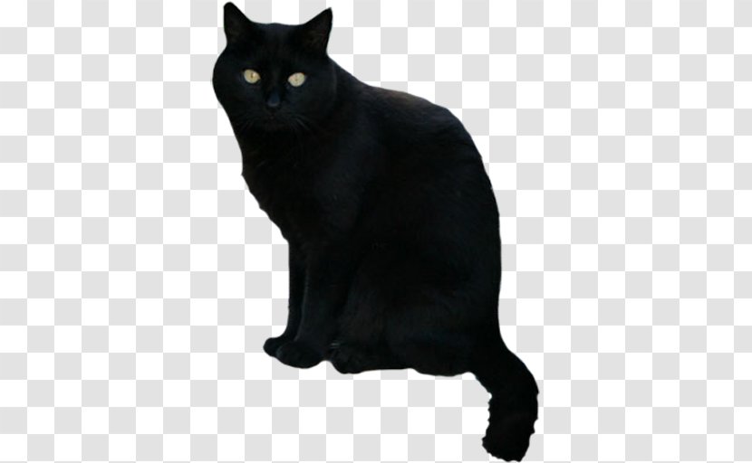 Black Cat Scary Halloween Android - Telegram Transparent PNG
