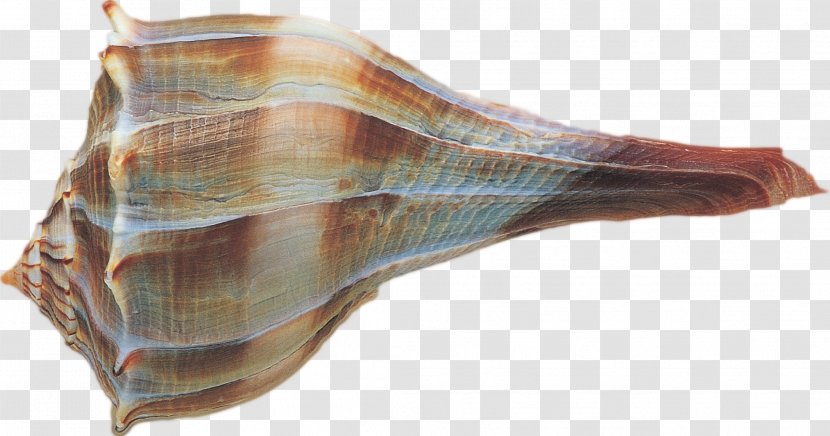 Shell - Shankha - Conch Transparent PNG