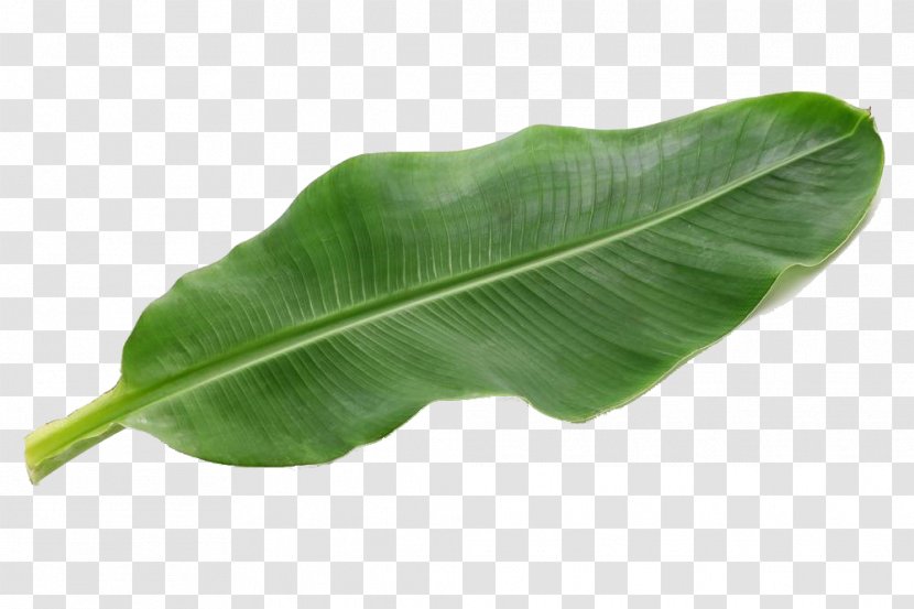 Banana Leaf Pisang Goreng Food - Emerald Green Picture Transparent PNG